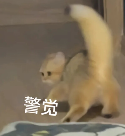 猫咪表情