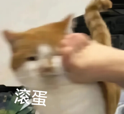 猫咪表情