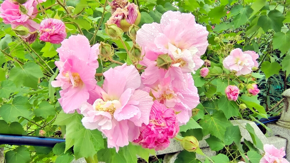 吉安随拍：雨润木芙蓉花