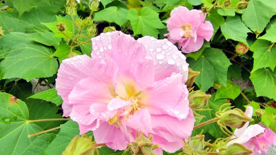 吉安随拍：雨润木芙蓉花