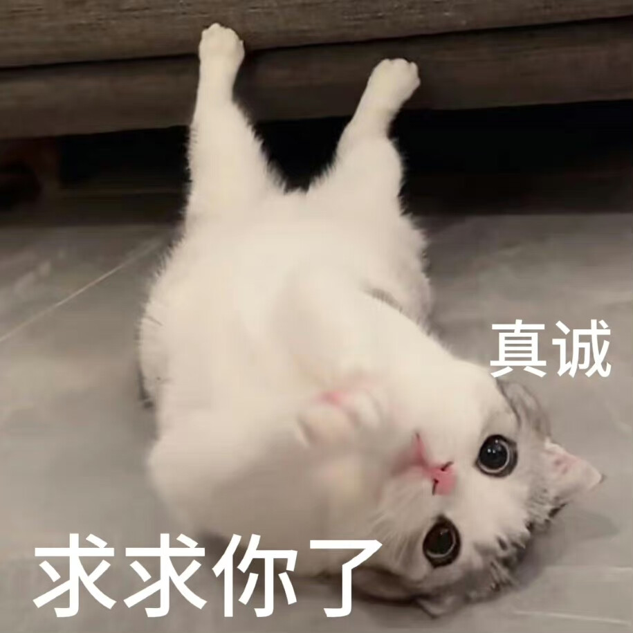 猫咪表情包
