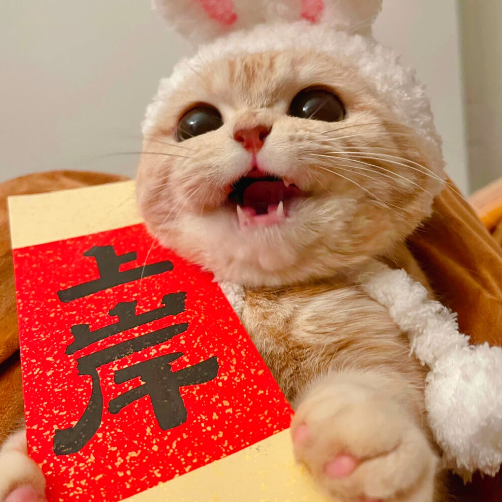 猫咪头像