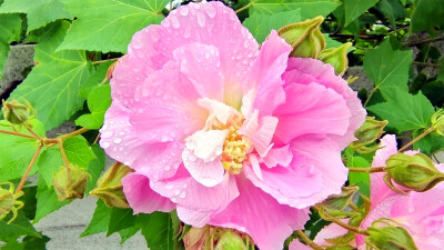 吉安随拍：雨润木芙蓉花