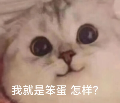 猫咪表情