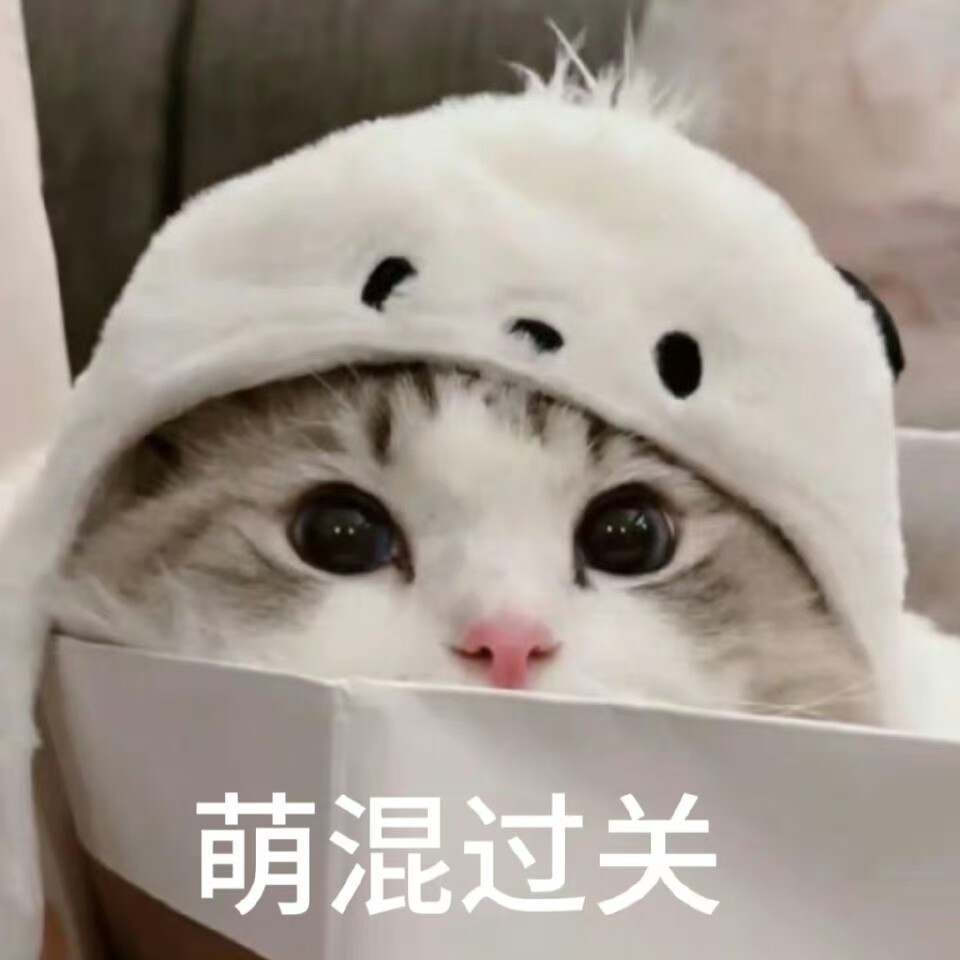 猫咪表情包
