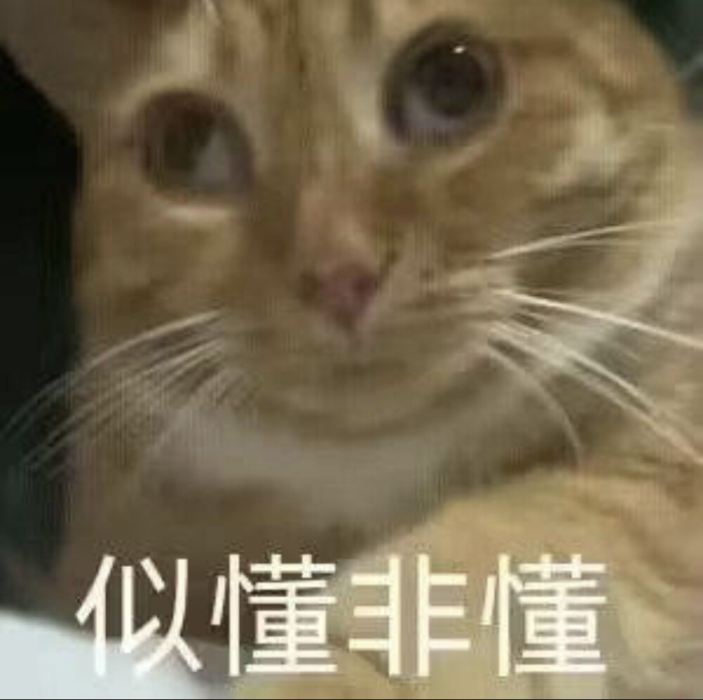 似懂非懂，猫咪表情包