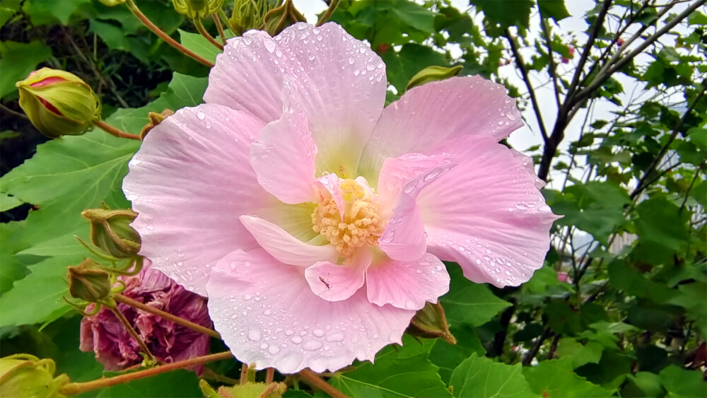 吉安随拍：雨润木芙蓉花