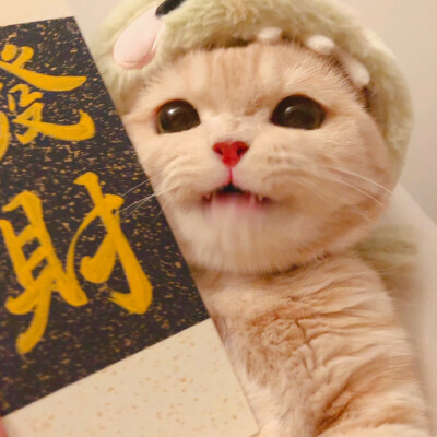 猫咪头像