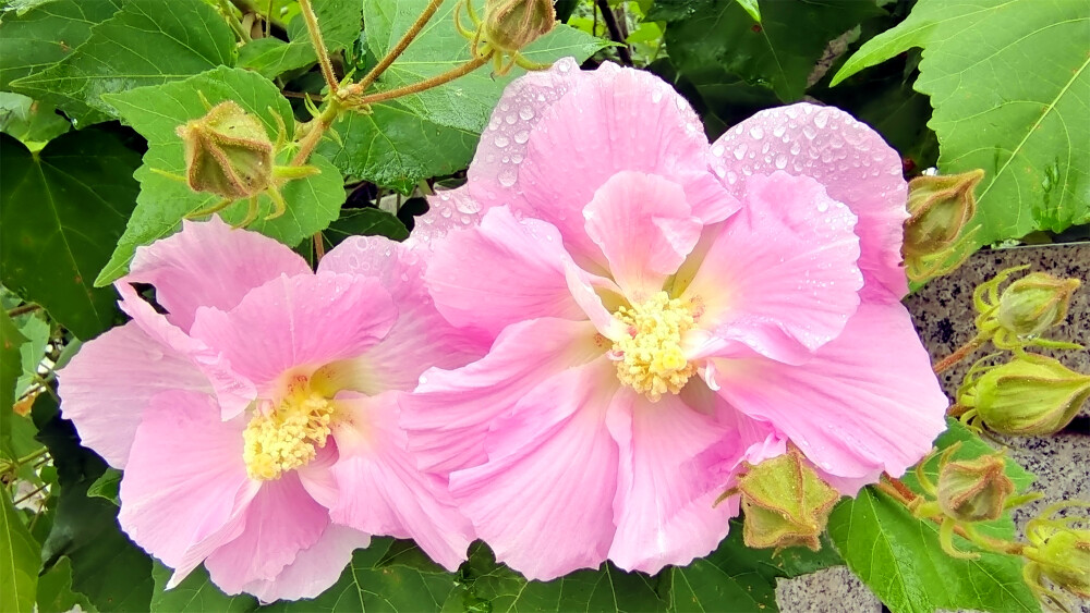 吉安随拍：雨润木芙蓉花