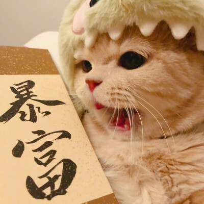 猫咪头像