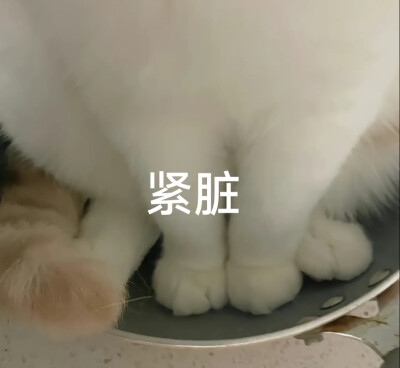 猫咪表情