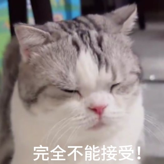 猫咪表情包
