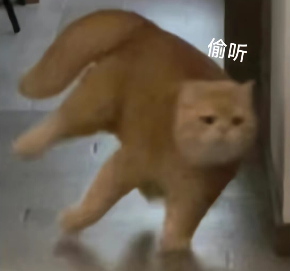 猫咪表情