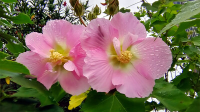 吉安随拍：雨润木芙蓉花