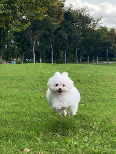 狗狗小红薯：稀饭馒头