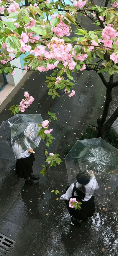 落叶 落花 树影