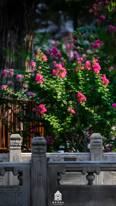 于织锦中寻觅芳华国色，于庭院中遍赏万紫千红。走过七日寻芳之旅，愿前路光明无忧，花香常伴坦途！