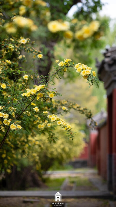 于织锦中寻觅芳华国色，于庭院中遍赏万紫千红。走过七日寻芳之旅，愿前路光明无忧，花香常伴坦途！