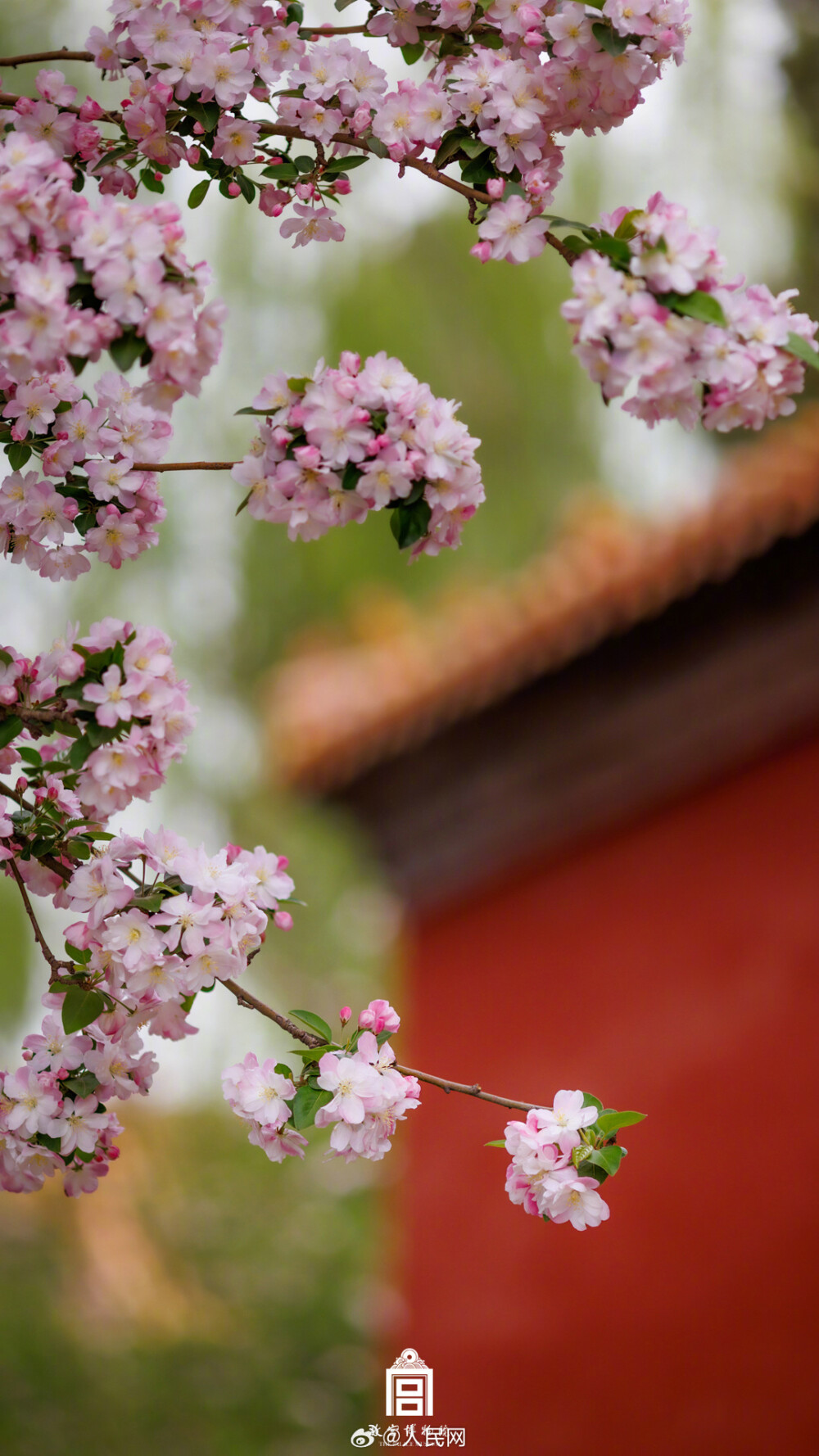 于织锦中寻觅芳华国色，于庭院中遍赏万紫千红。走过七日寻芳之旅，愿前路光明无忧，花香常伴坦途！