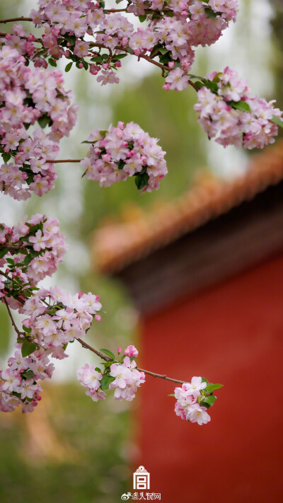 于织锦中寻觅芳华国色，于庭院中遍赏万紫千红。走过七日寻芳之旅，愿前路光明无忧，花香常伴坦途！