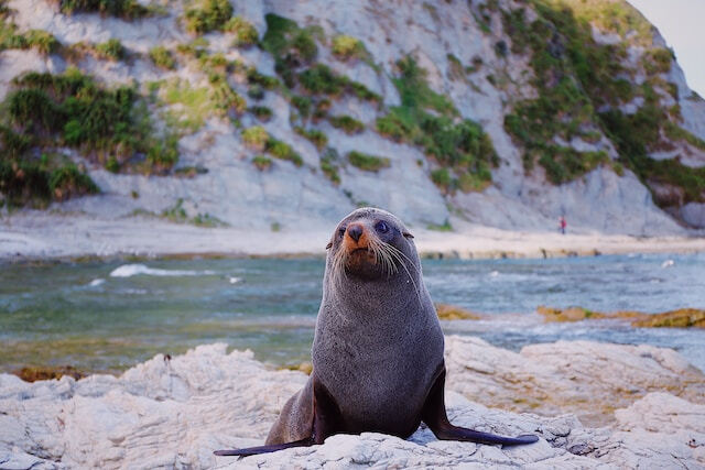 海豹