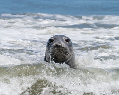 海豹