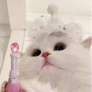 可爱头像 ˃ ⤙ ˂ 