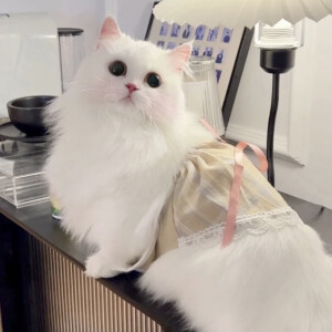 可爱头像 ˃ ⤙ ˂ 