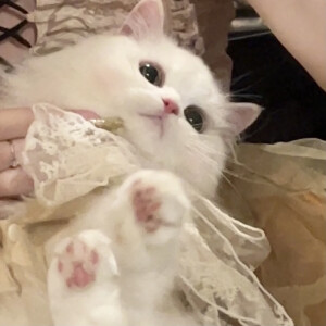 可爱头像 ˃ ⤙ ˂ 