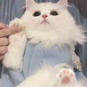 可爱头像 ˃ ⤙ ˂ 