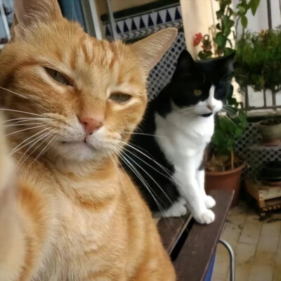 猫猫