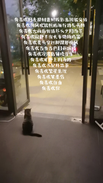 猫猫和我都在等你