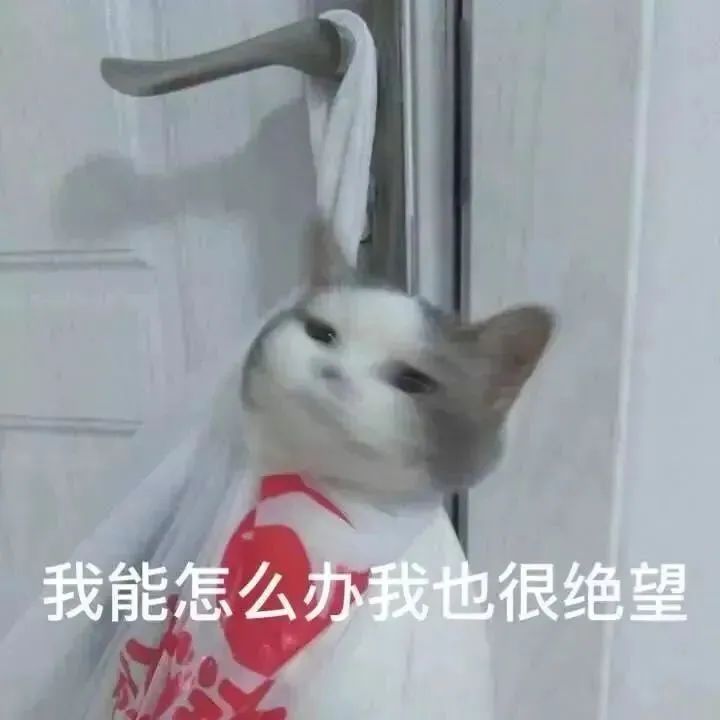 猫猫表情包