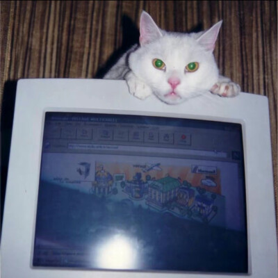 猫猫