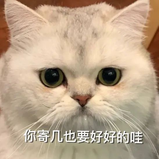 猫猫表情包