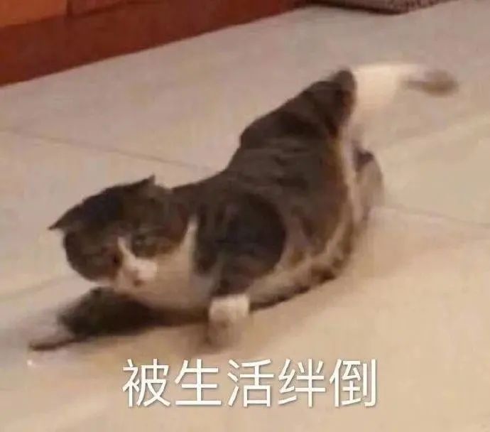 猫猫表情包