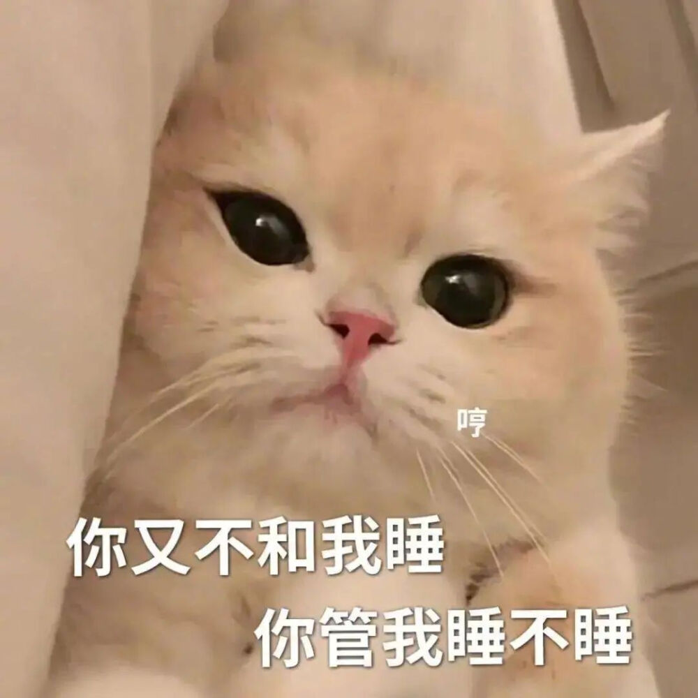 猫猫表情包