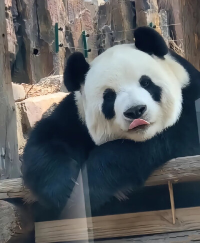 飞云 香香 大熊猫 头像壁纸背景图