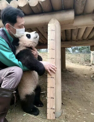 panda