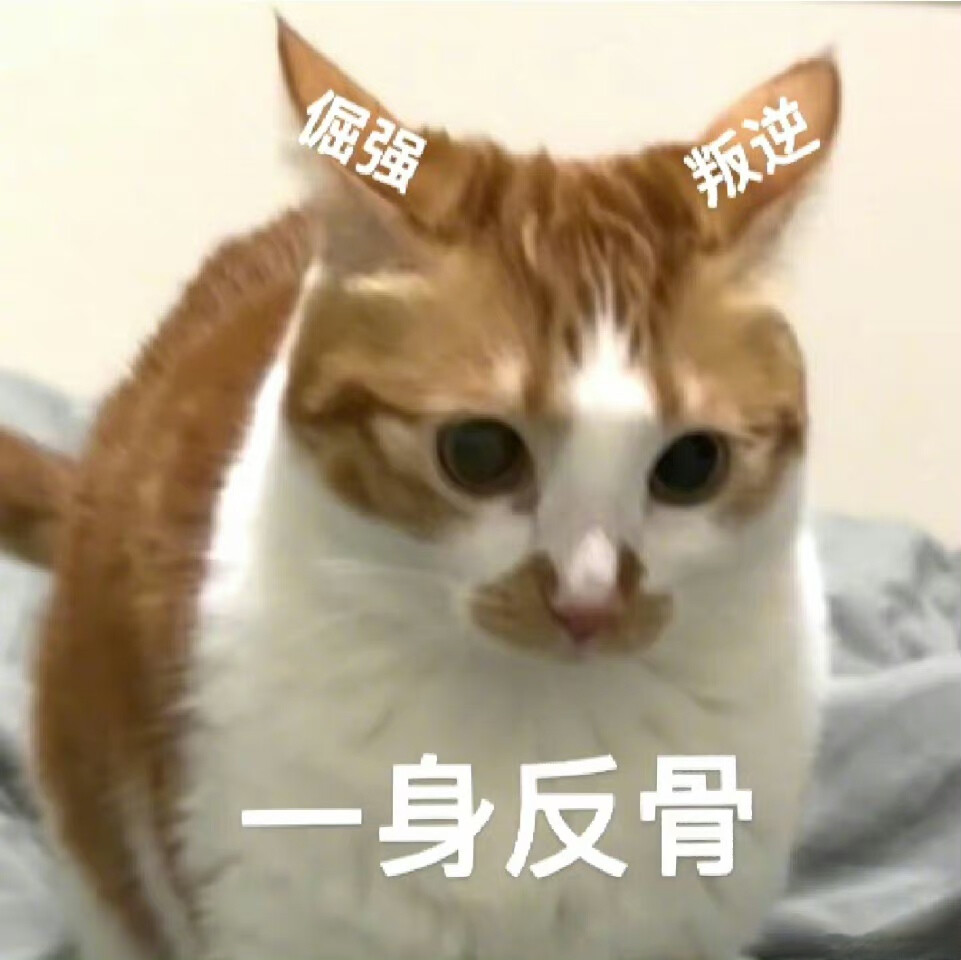 猫咪表情包