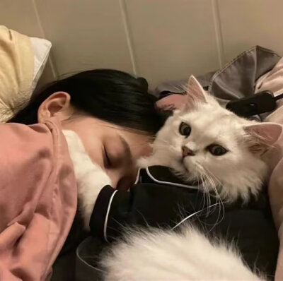猫猫