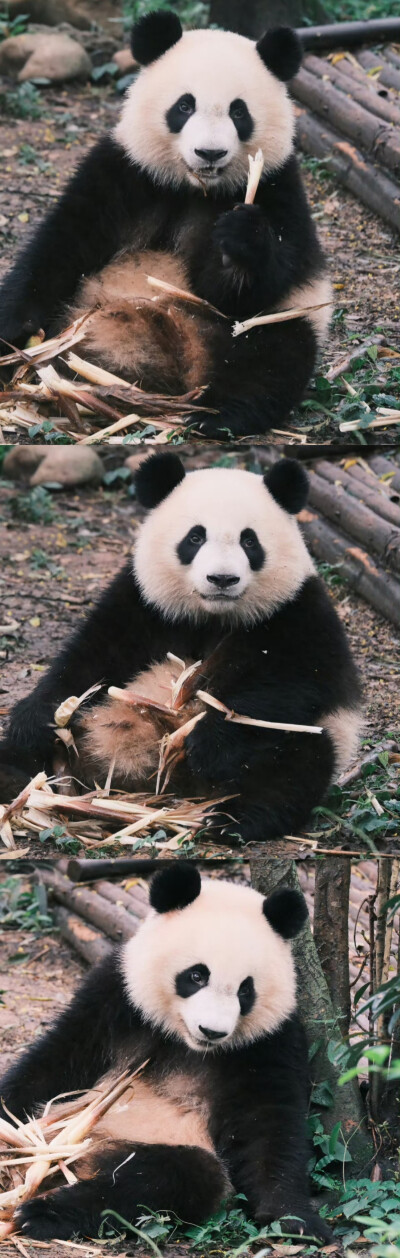 福多多 大熊猫壁纸头像表情包背景