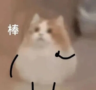 猫猫表情包