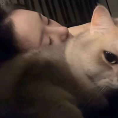 猫猫