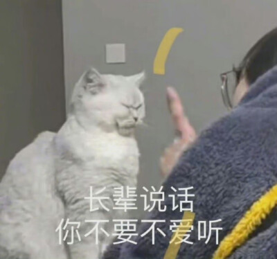 猫咪表情包