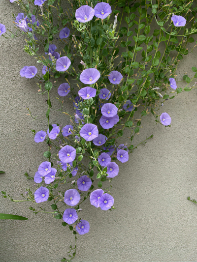 紫色岩悬花.