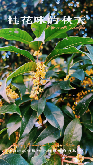 秋天，空气都是甜的～

❀