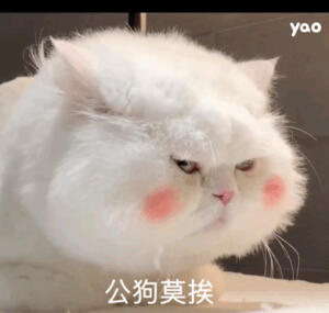 猫咪表情