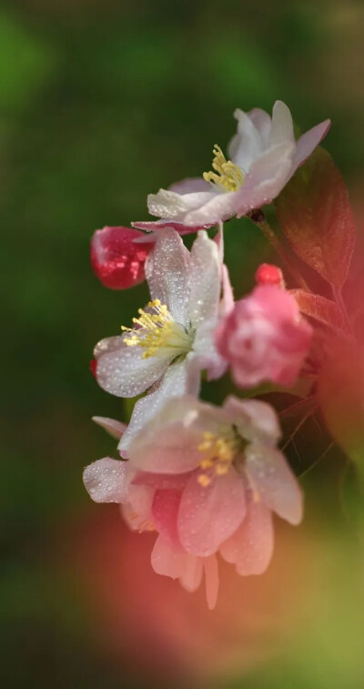 纸素笺，染着桃花的颜色。一池水墨，画不出两个人的世界！红色的舞鞋，舞不出一世缱绻，一点禅心？落满了尘埃。