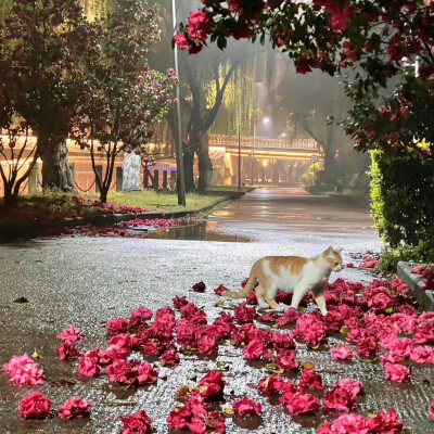 雨是神明落下的烟花